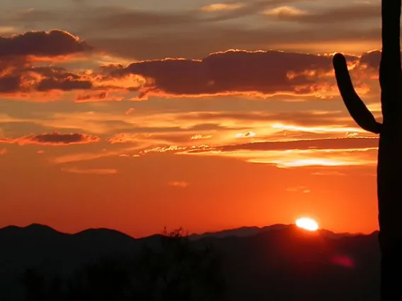 cactus and sunset