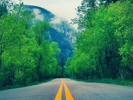 empty road and forest