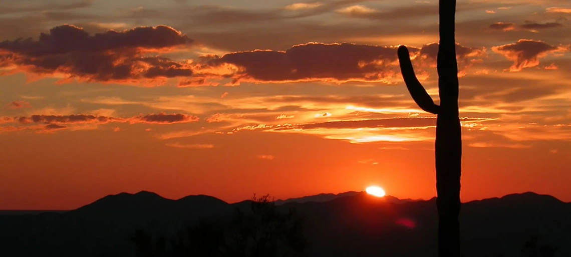 cactus and sunset