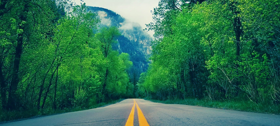 empty road and forest